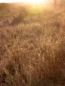 as we rode horses through the hazy senegal bush in toubab diallo